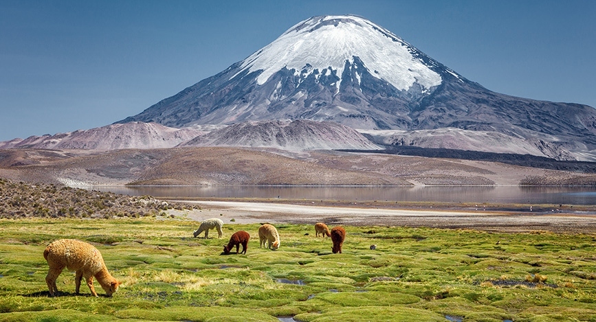 Visiter Découverte de l'Altiplano : Putre, Parinacota 