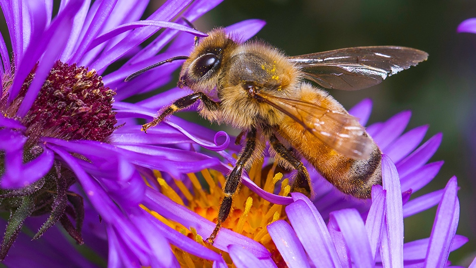 bee rencontre