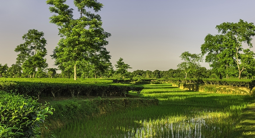 Lieux à Voir Jorhat Assam 8146